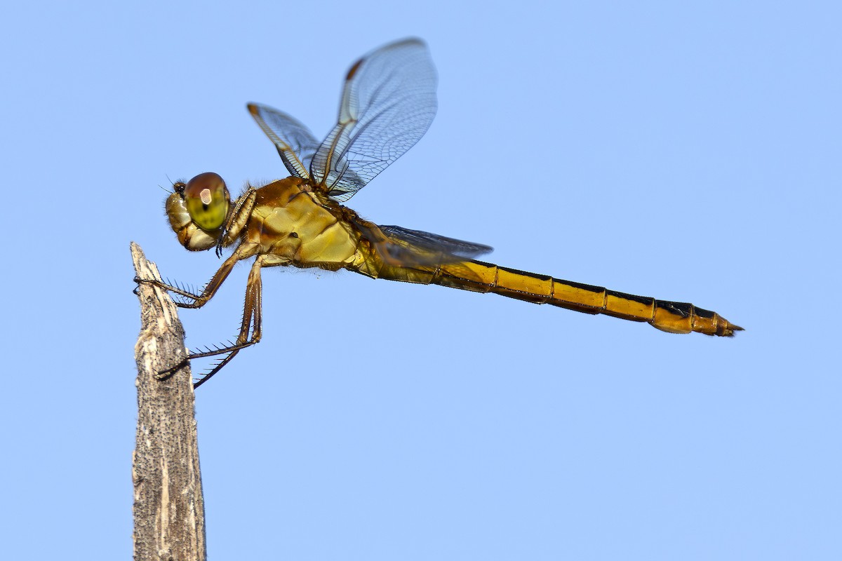 Animals - ML646489438