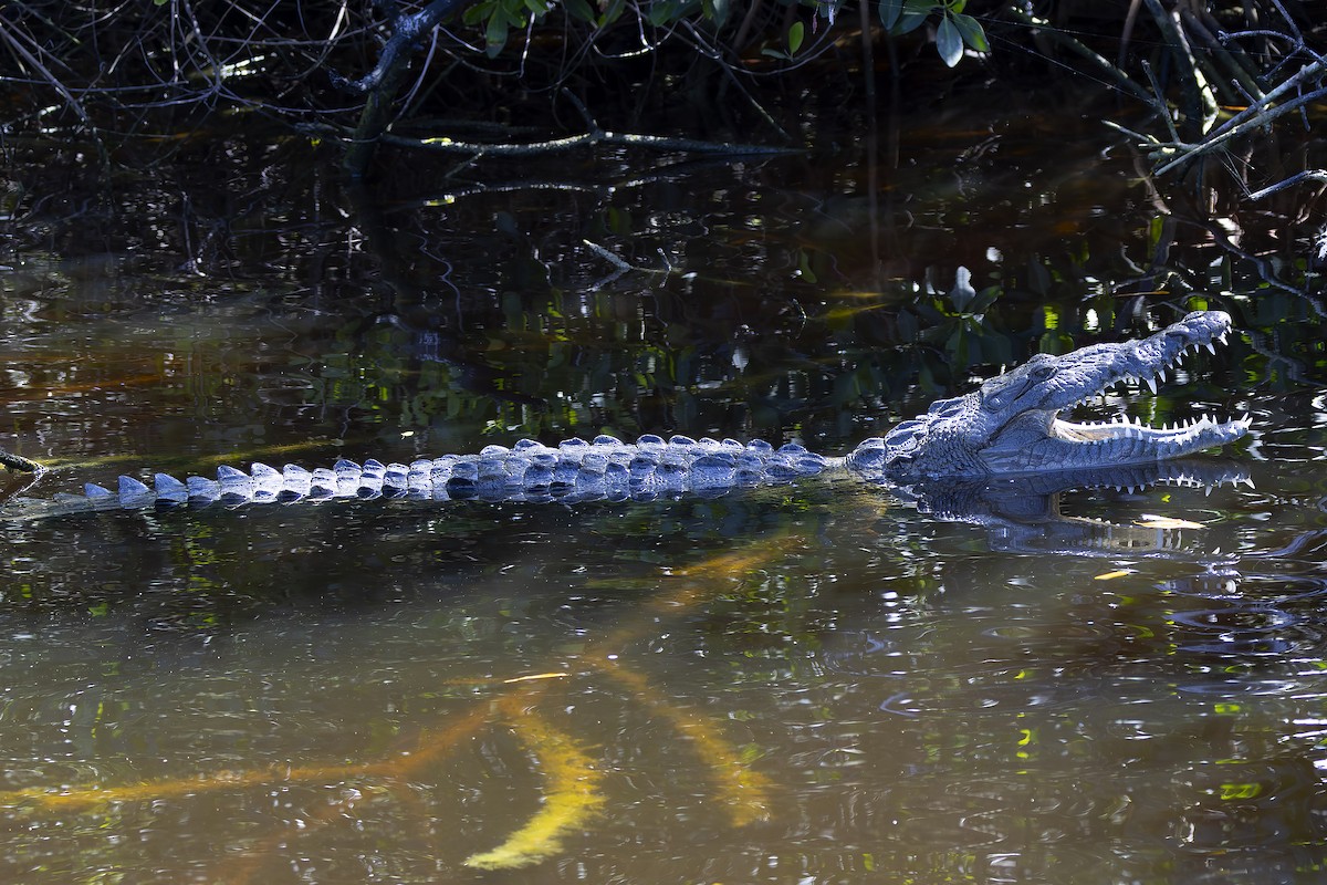 Animals - ML646489441