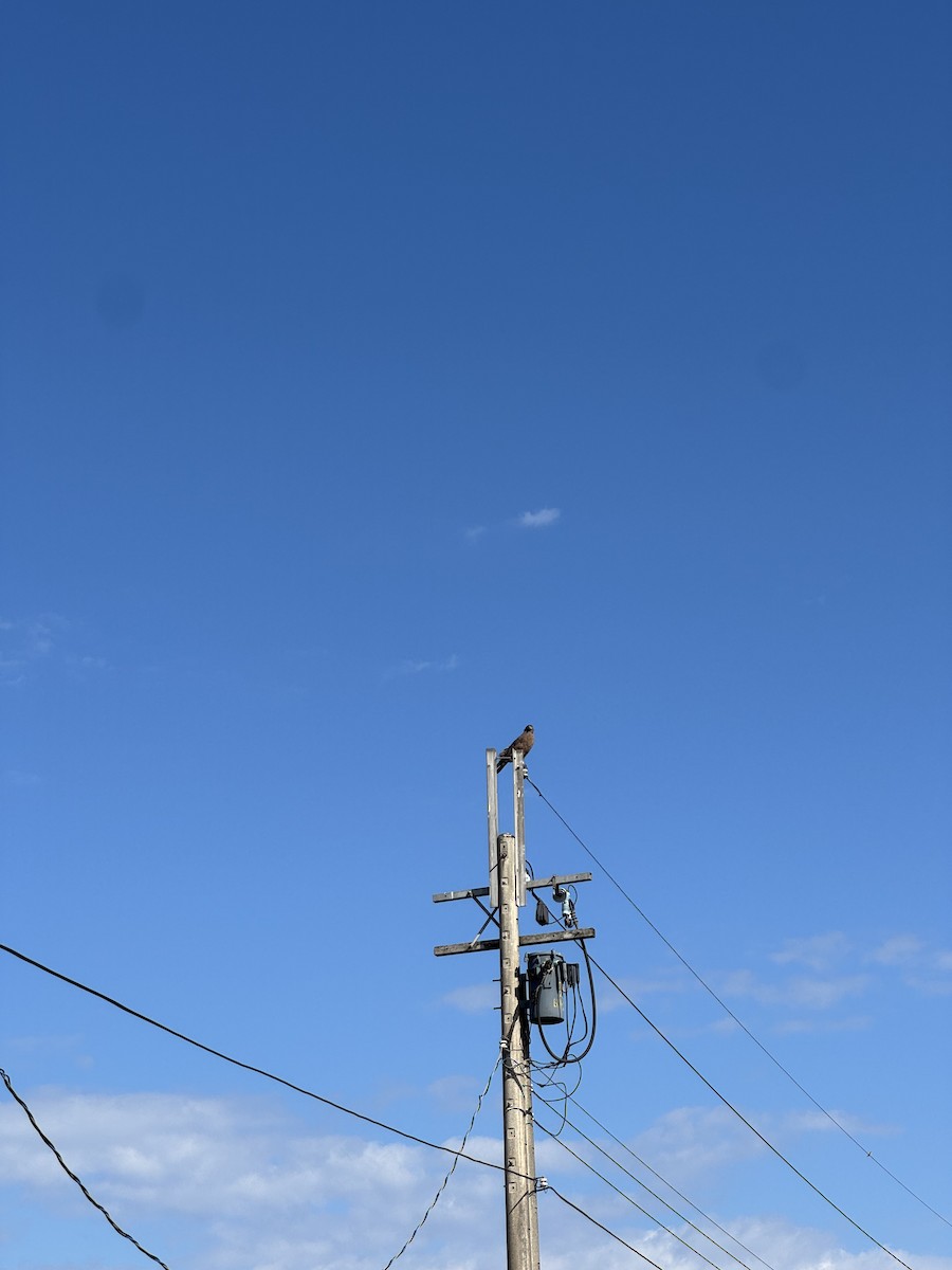 大冠鷲 - ML646489442