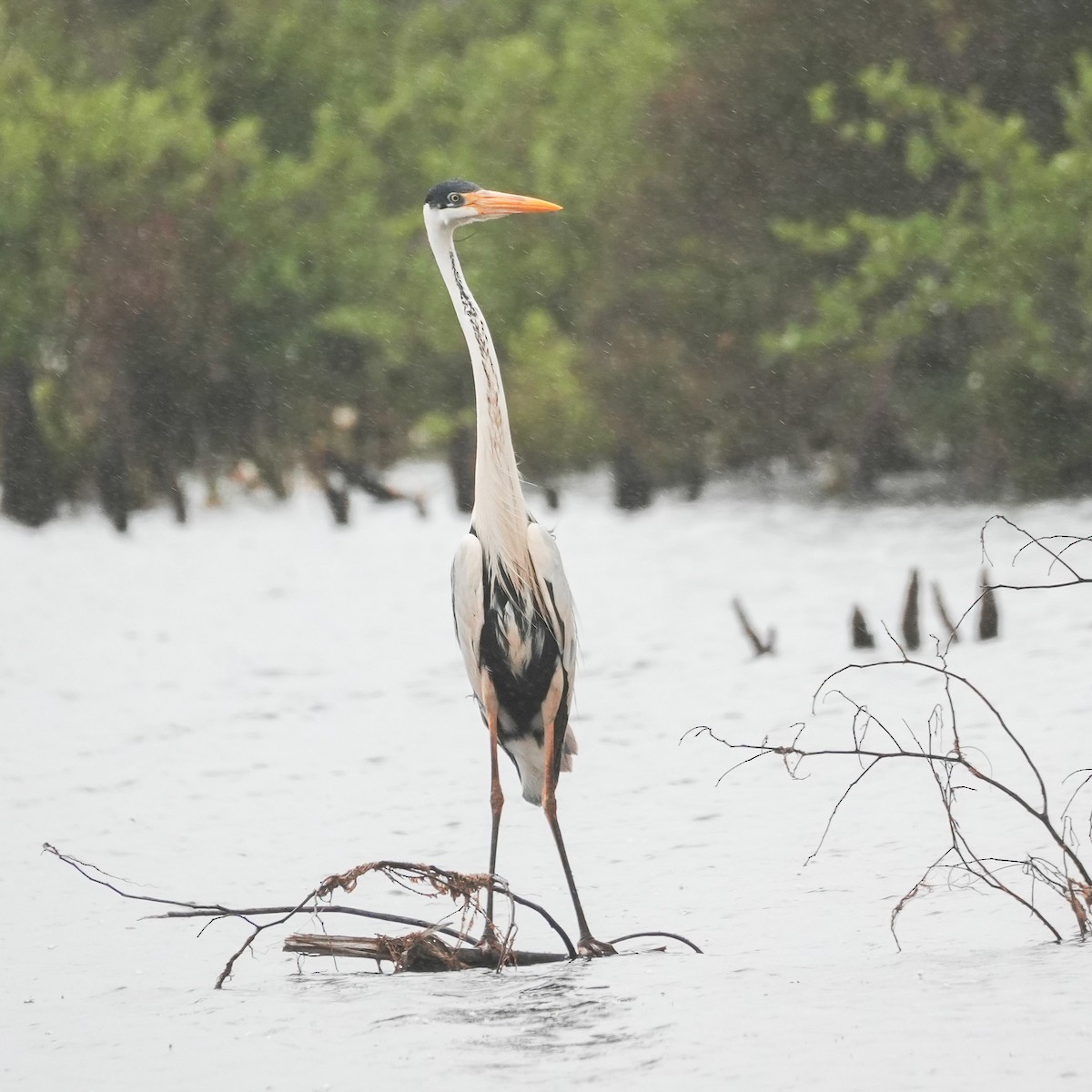 Cocoi Heron - ML646489445