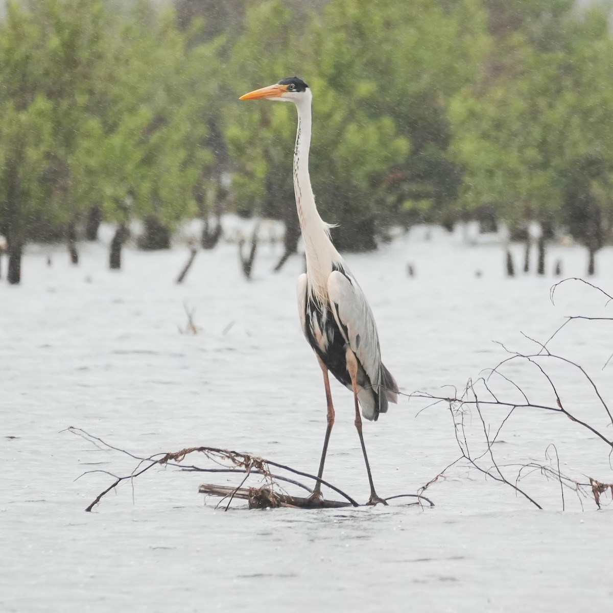 Cocoi Heron - ML646489446