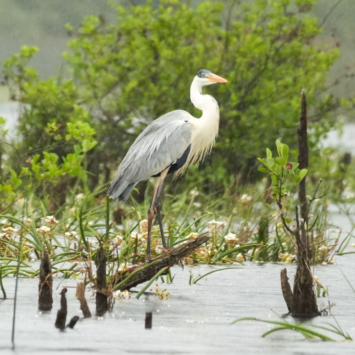 Cocoi Heron - ML646489447