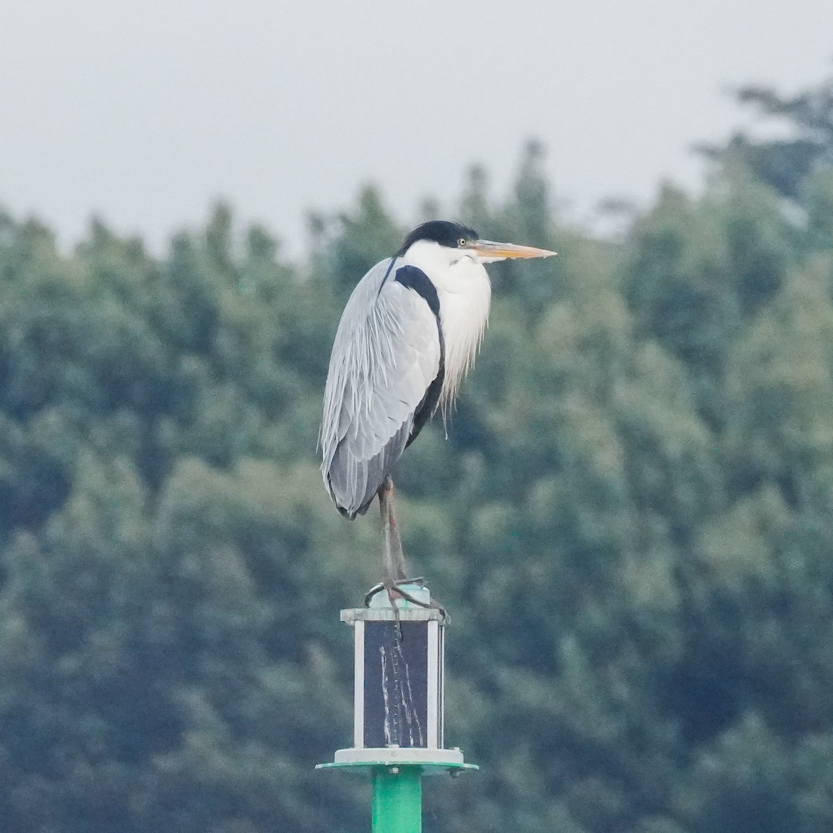 Cocoi Heron - ML646489448