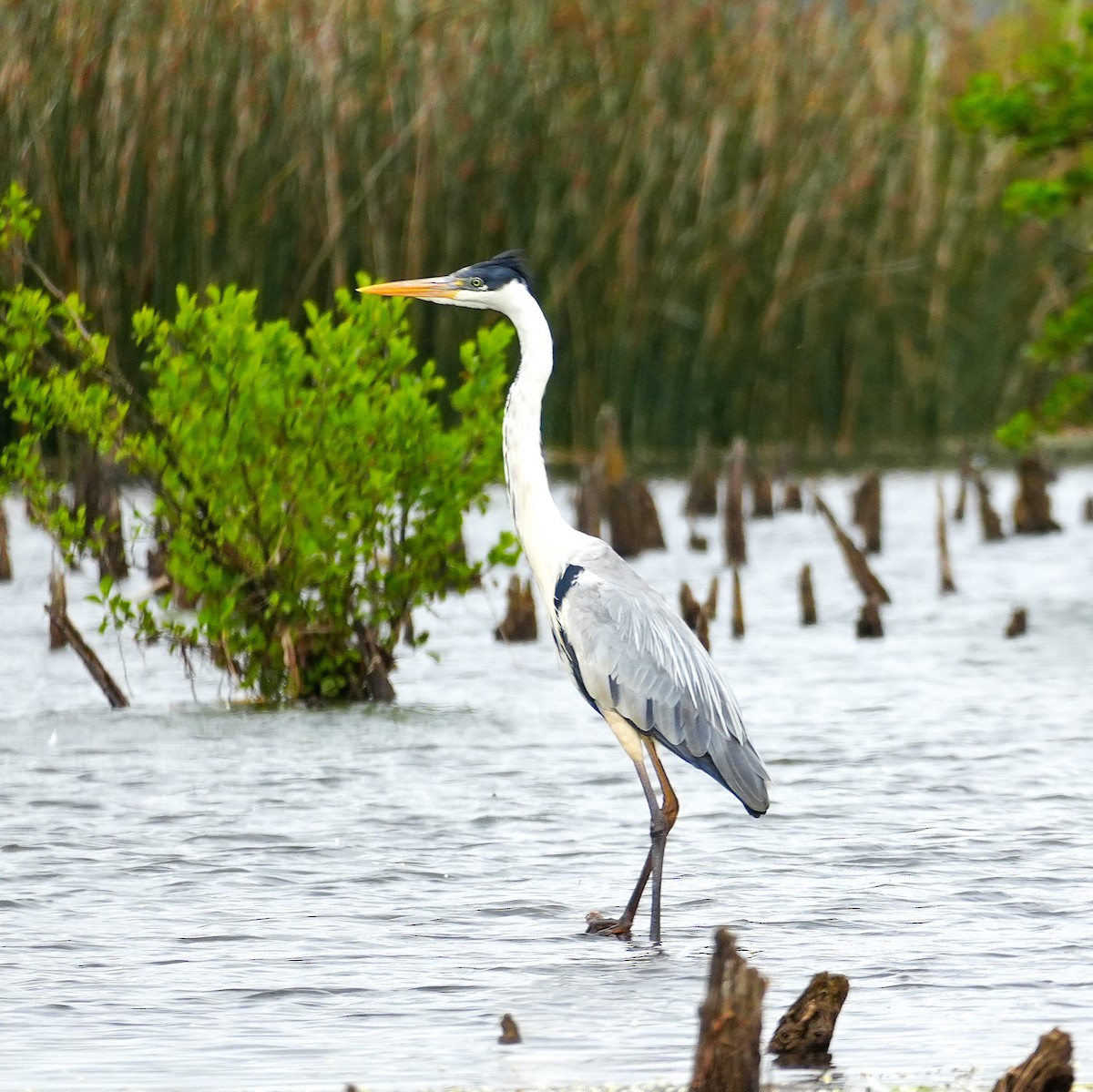 Cocoi Heron - ML646489449