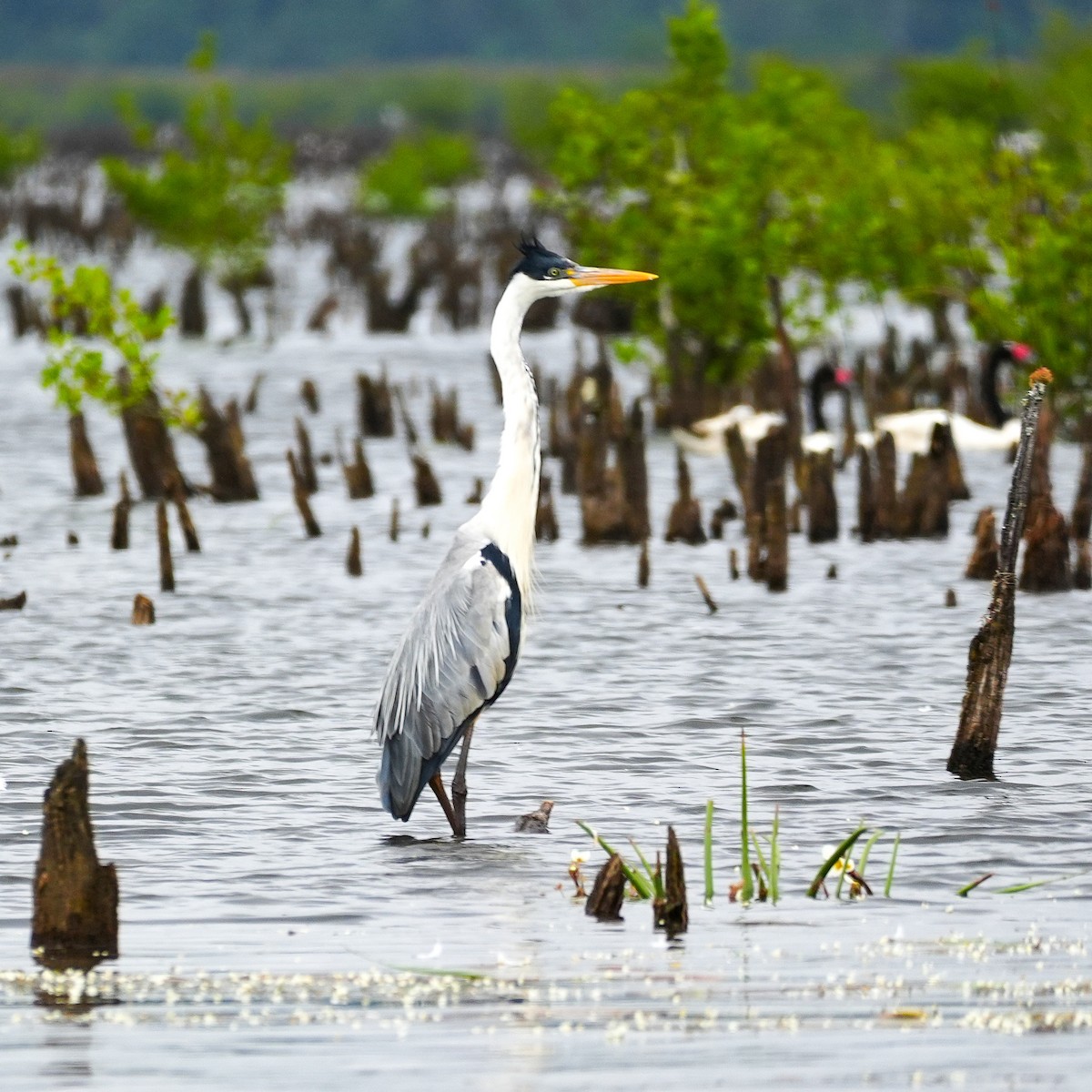 Cocoi Heron - ML646489450