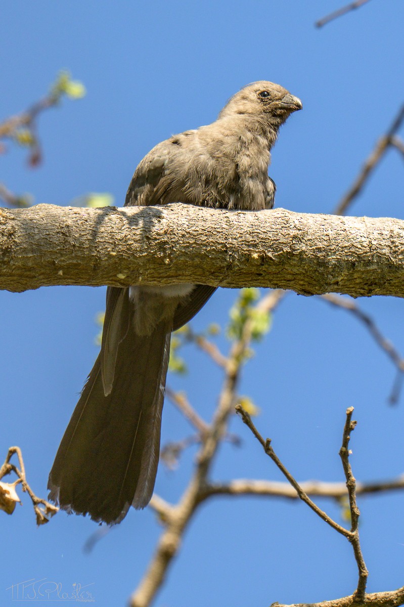 Gray Go-away-bird - ML646489452