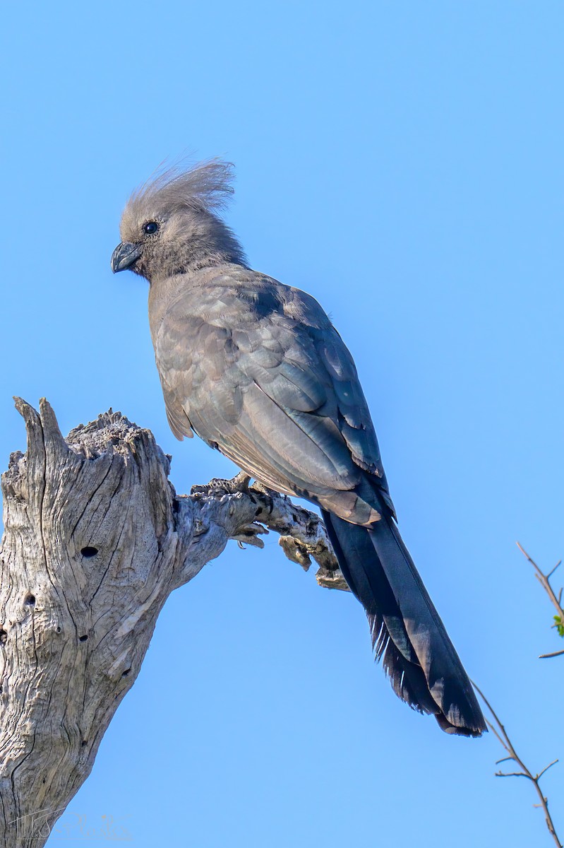 Gray Go-away-bird - ML646489453