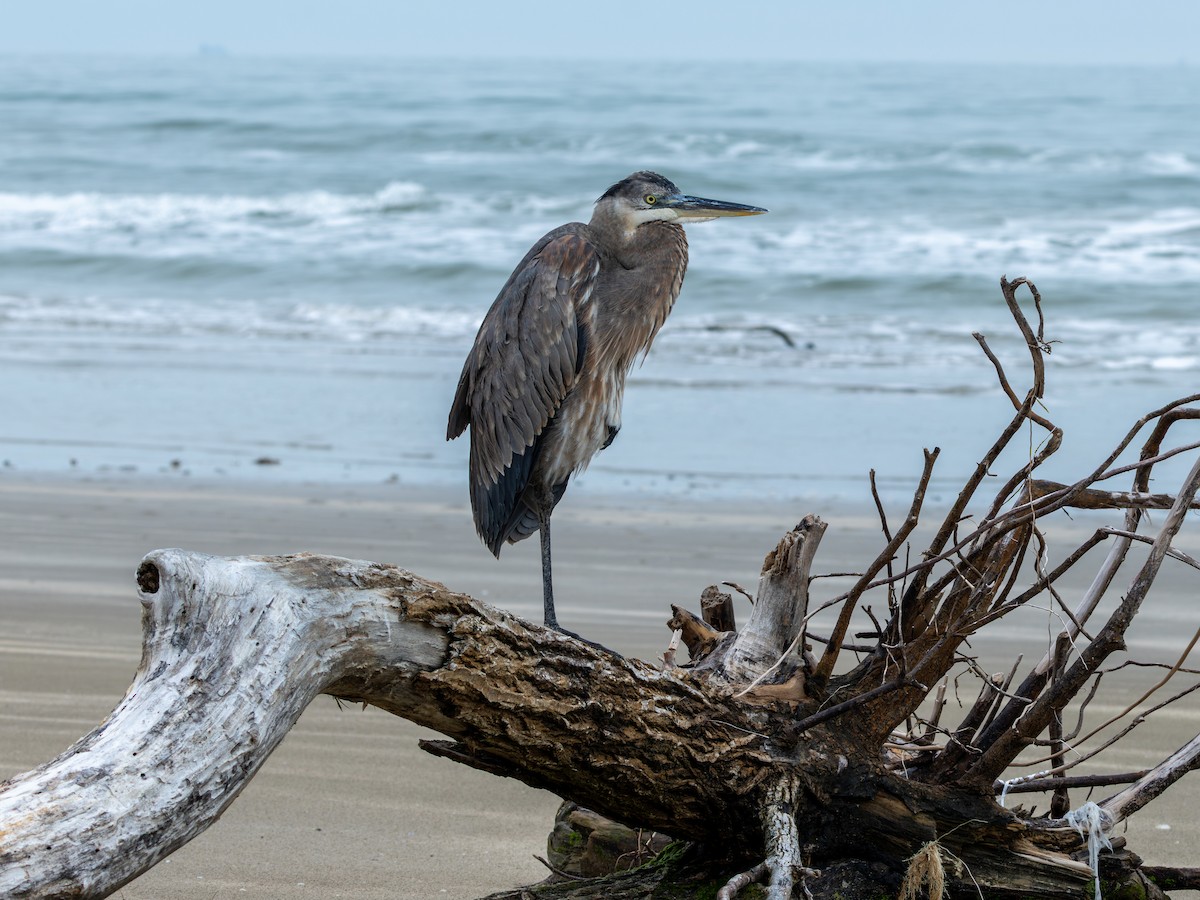 Great Blue Heron - ML646489455