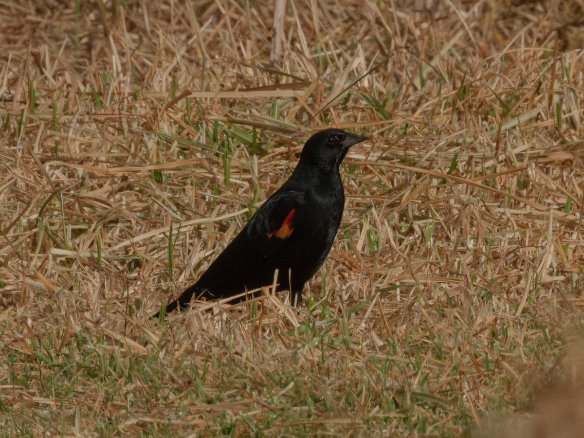 Red-winged Blackbird - ML646489458