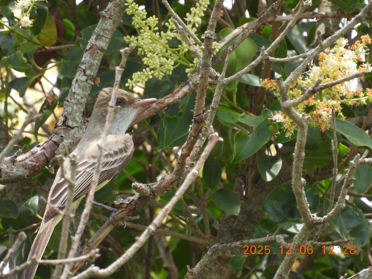 Swainson's Flycatcher - ML646489460