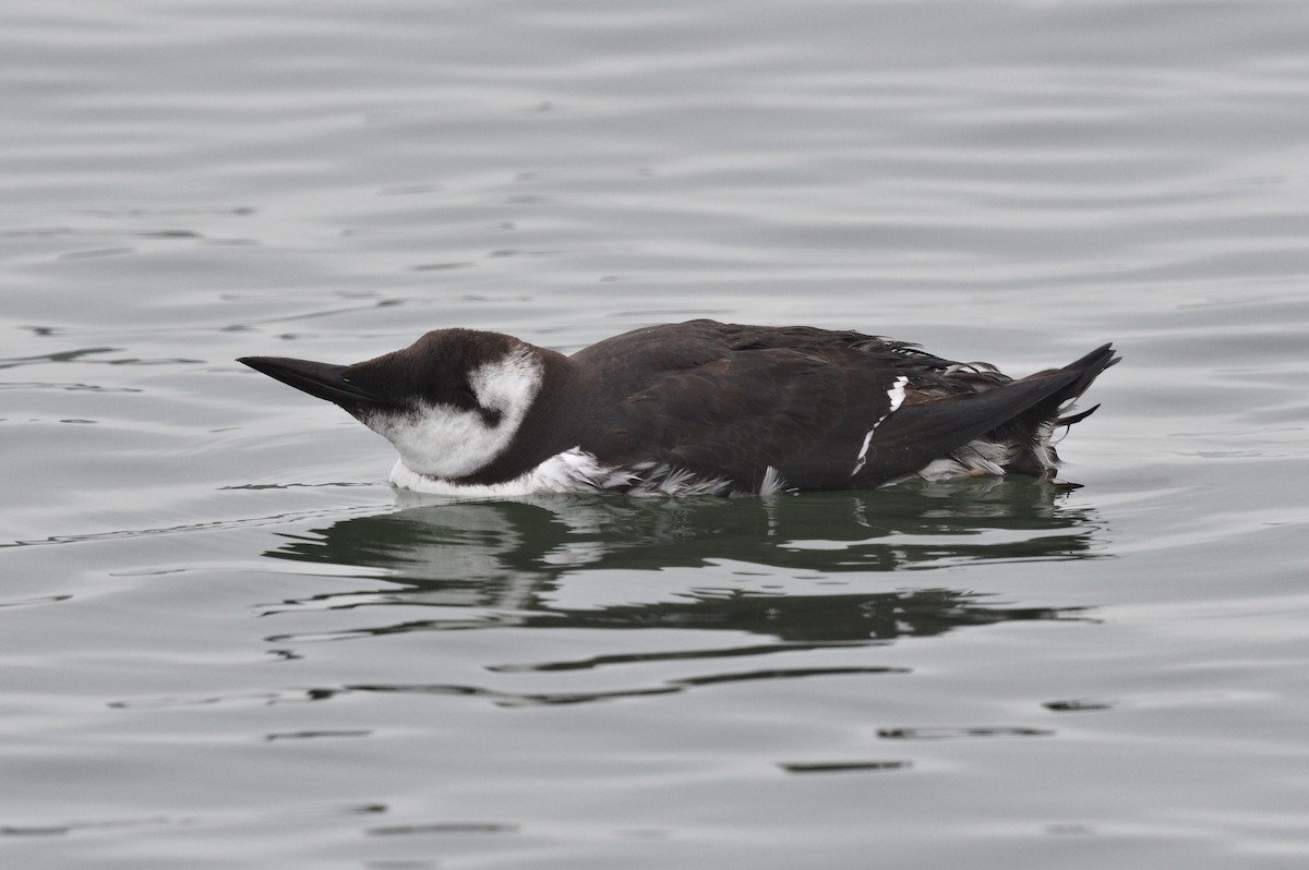 Common Murre - ML646489463
