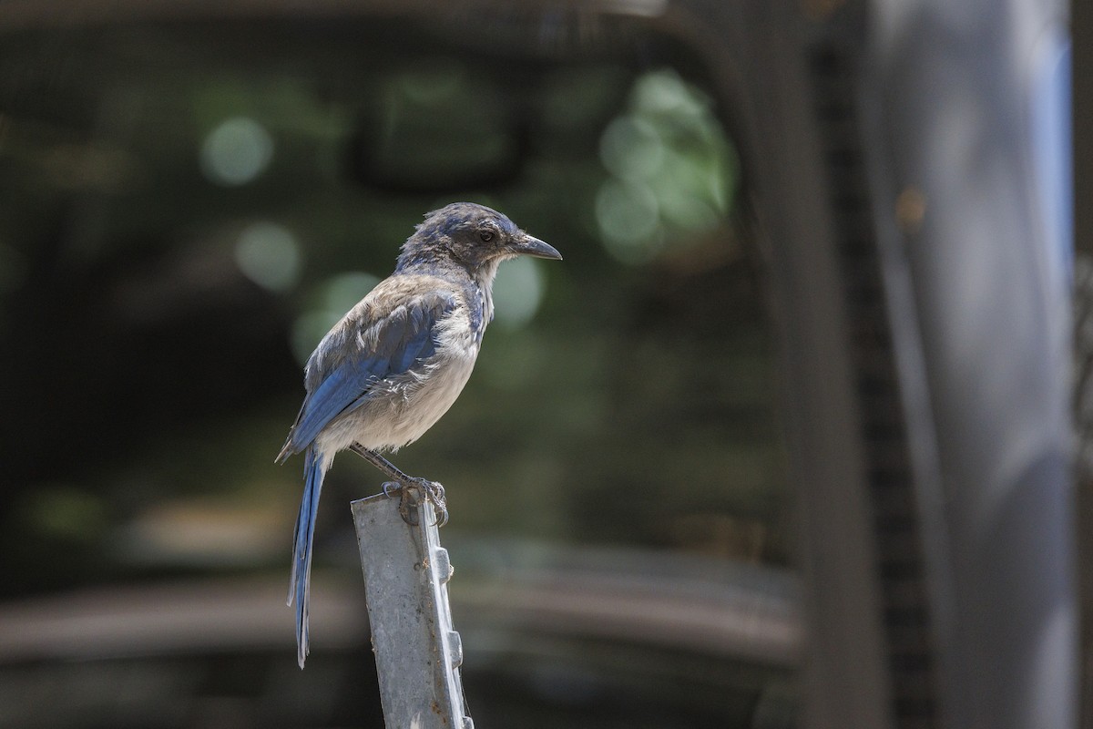 California Scrub-Jay - ML646489466