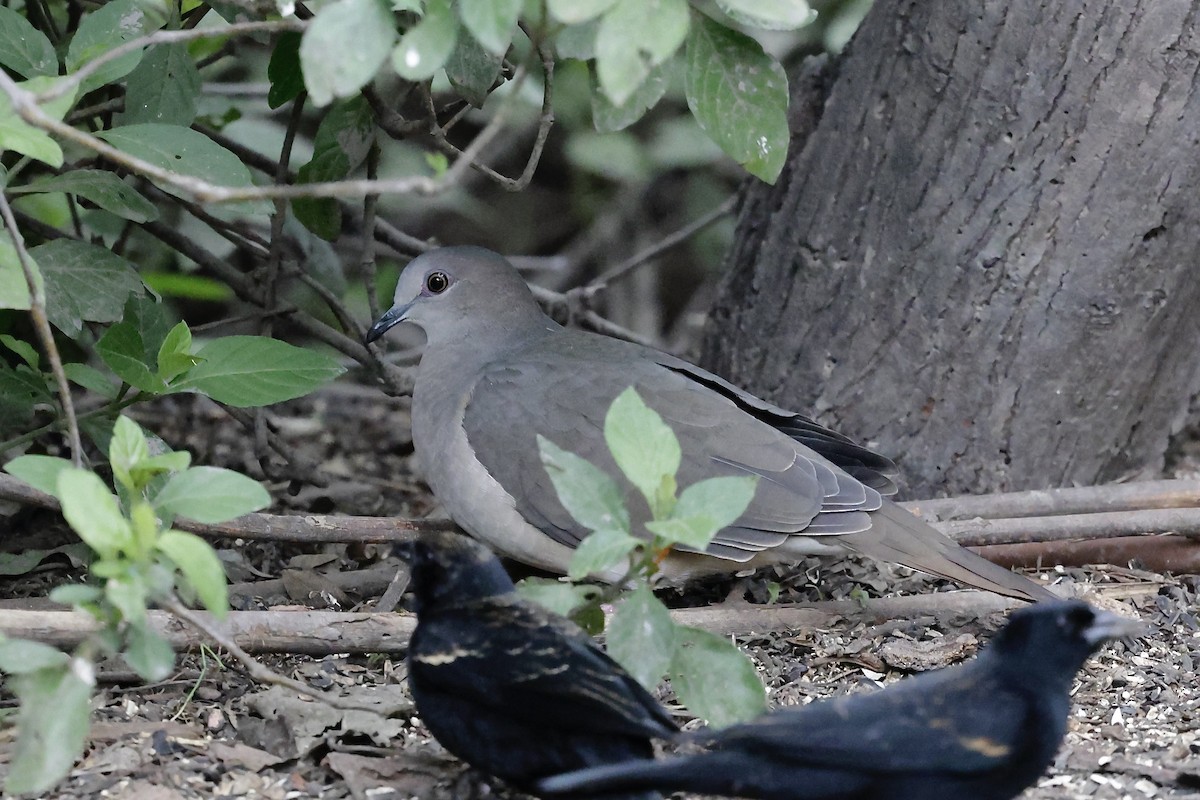 White-tipped Dove - ML646489467