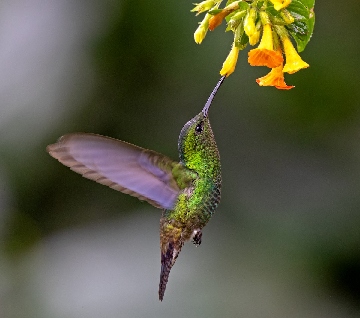 Çelik Etekli Kolibri - ML646489468