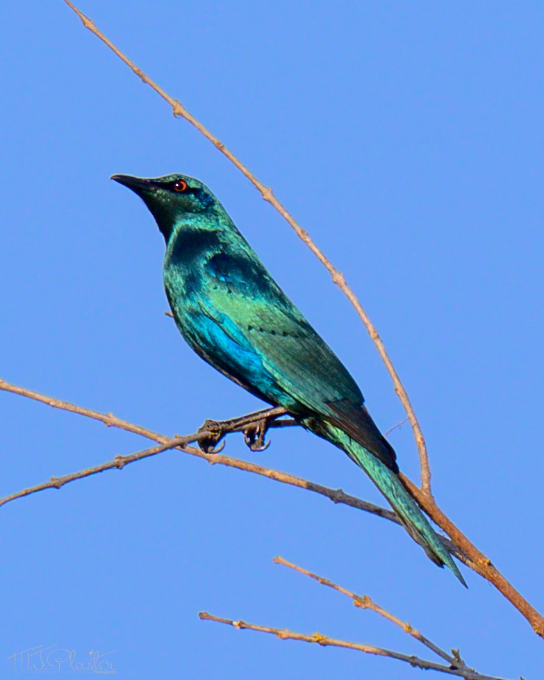 Sharp-tailed Starling - ML646489469