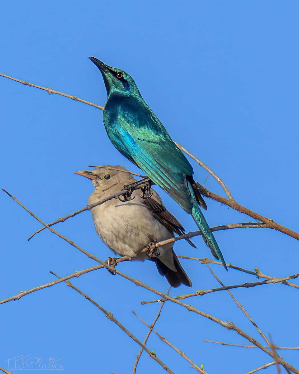 Sharp-tailed Starling - ML646489470