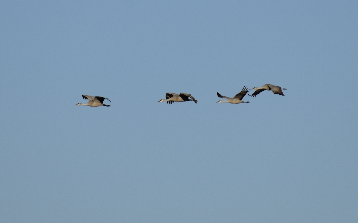 Sandhill Crane - ML646489471