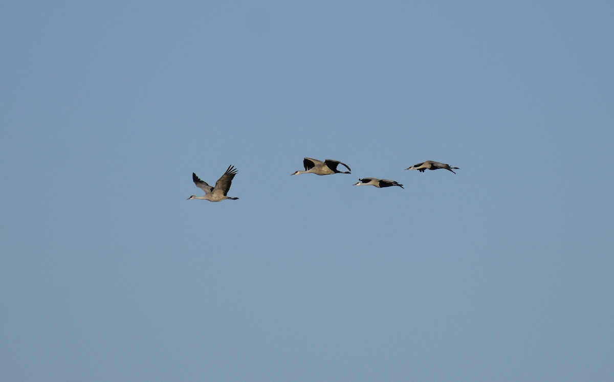 Sandhill Crane - ML646489472