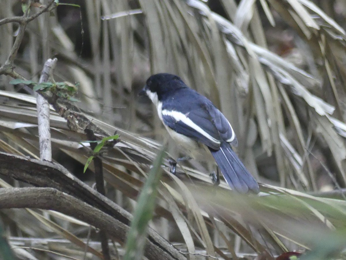 Sumpfwürger (sticturus) - ML646489474