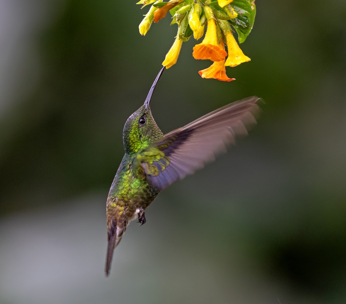 Çelik Etekli Kolibri - ML646489475