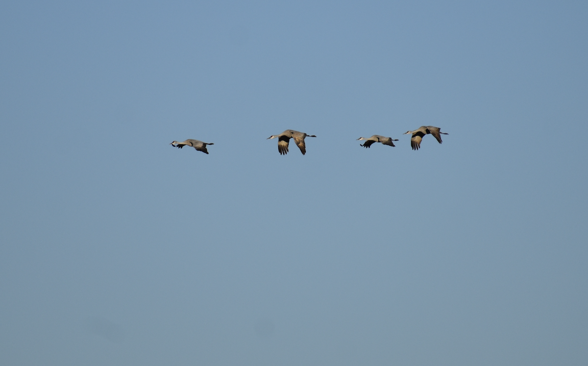 Sandhill Crane - ML646489476