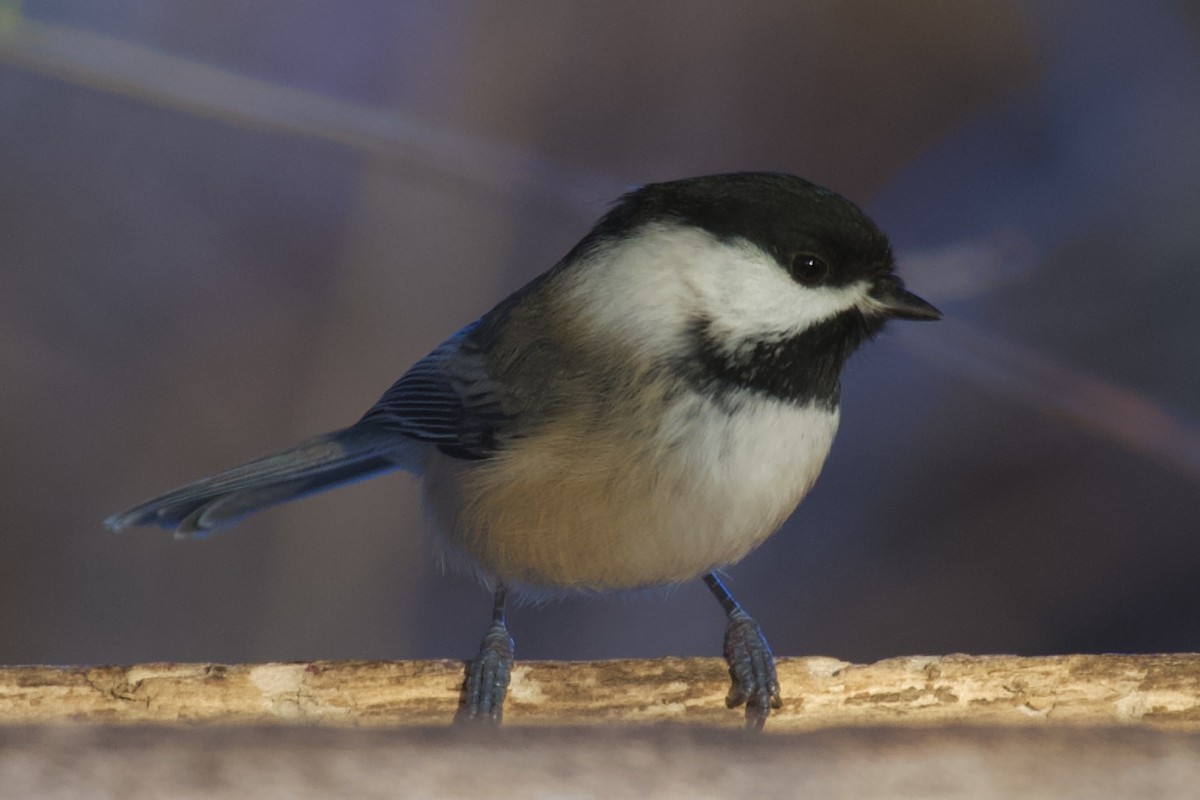 Amerika Baştankarası - ML646489478