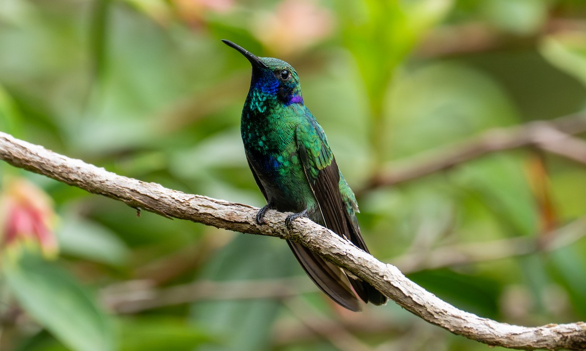 アオミミハチドリ - ML646489479