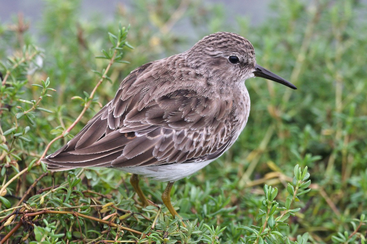 Least Sandpiper - ML646489480