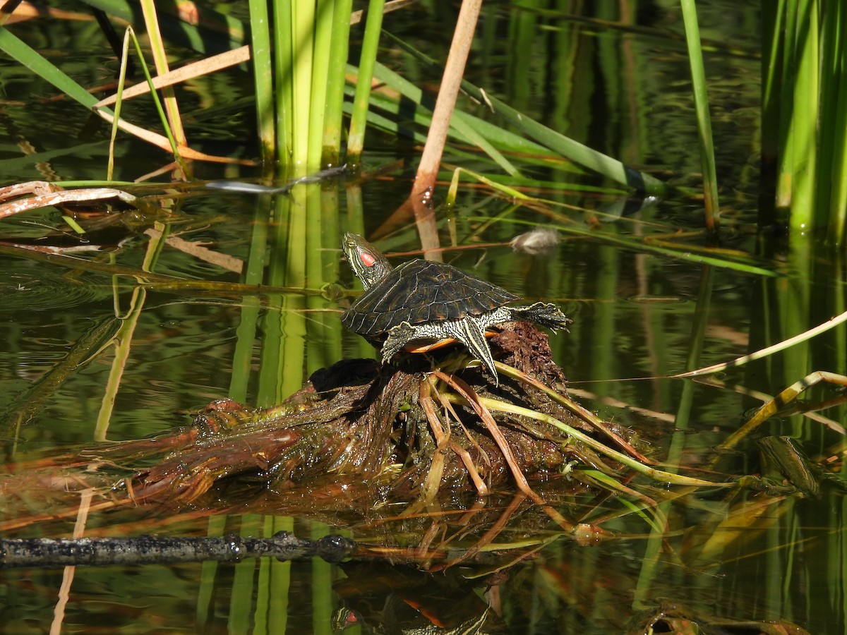 Reptiles - ML646489481