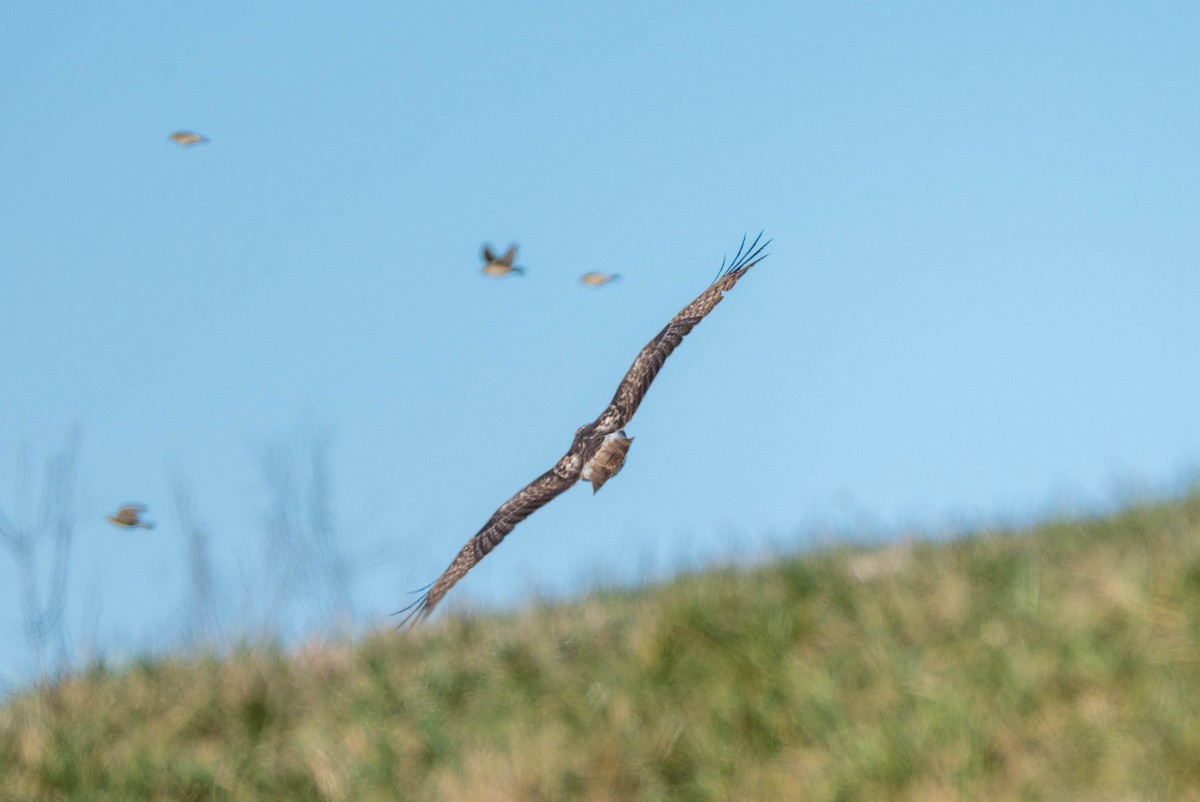 Buse à queue rousse - ML646489482