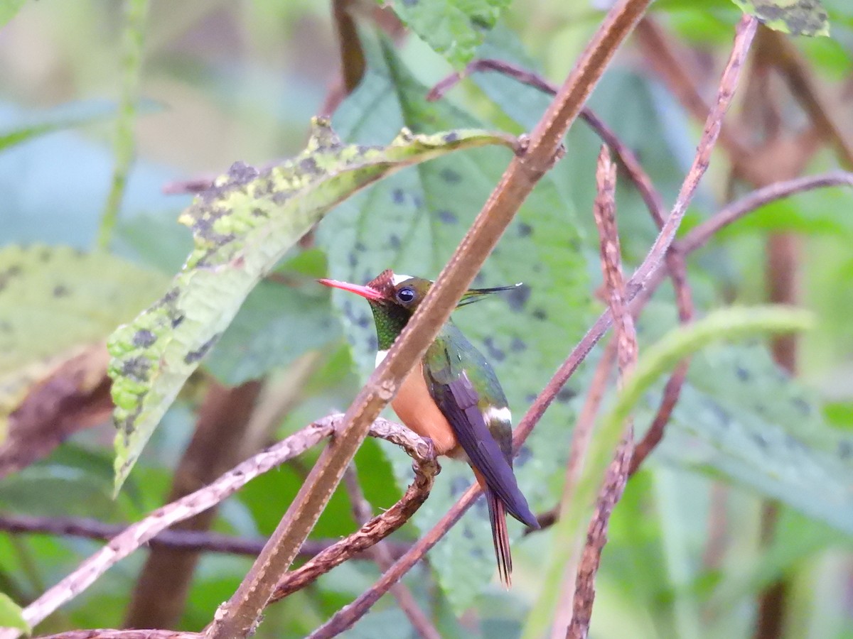 White-crested Coquette - ML646489484