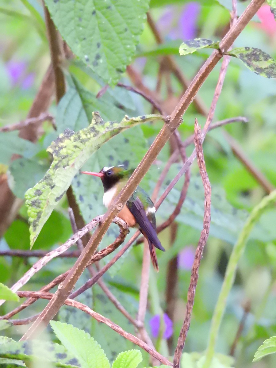 White-crested Coquette - ML646489487