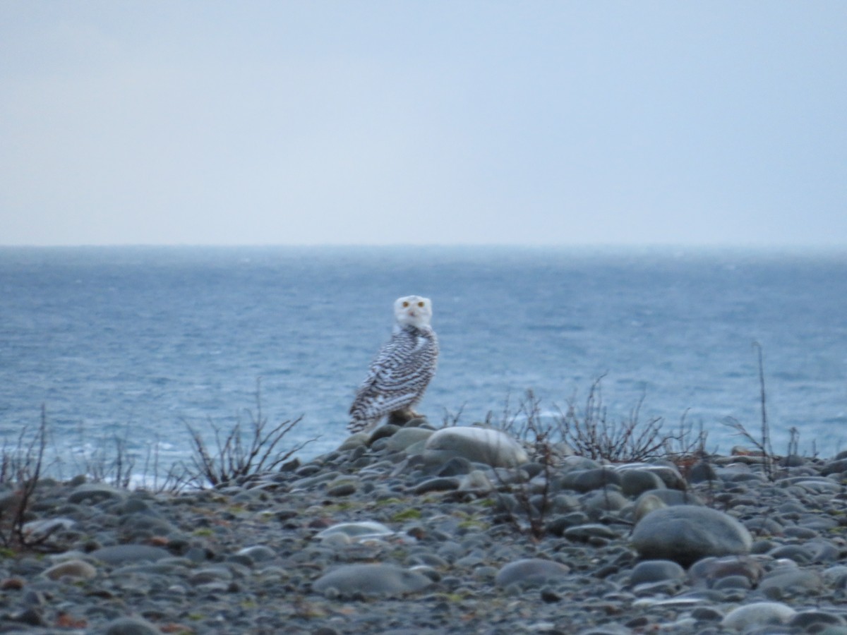 Snowy Owl - ML646489488