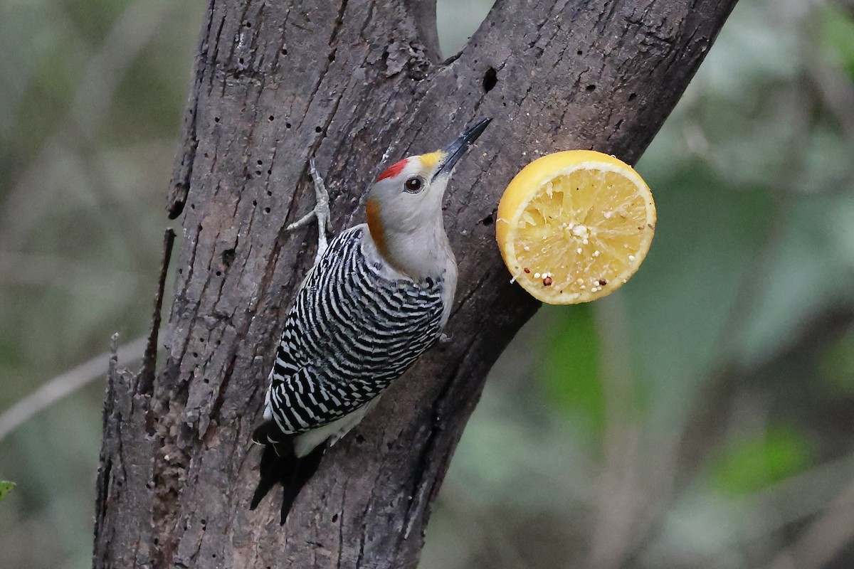 datel zlatočelý - ML646489489