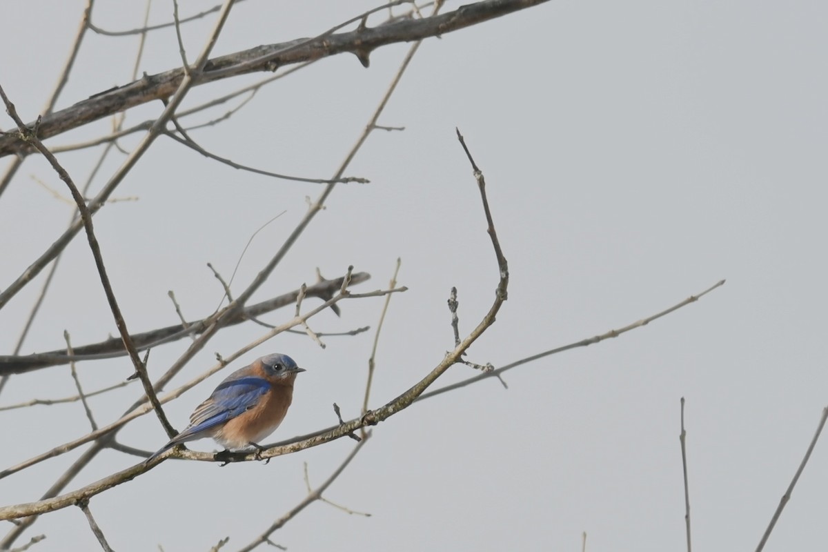 Doğulu Mavi Ardıç - ML646489490