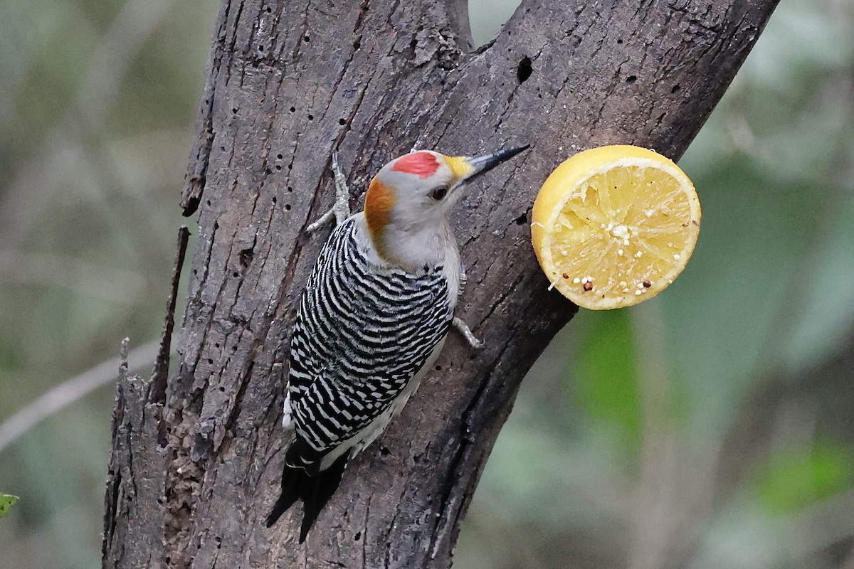 datel zlatočelý - ML646489491