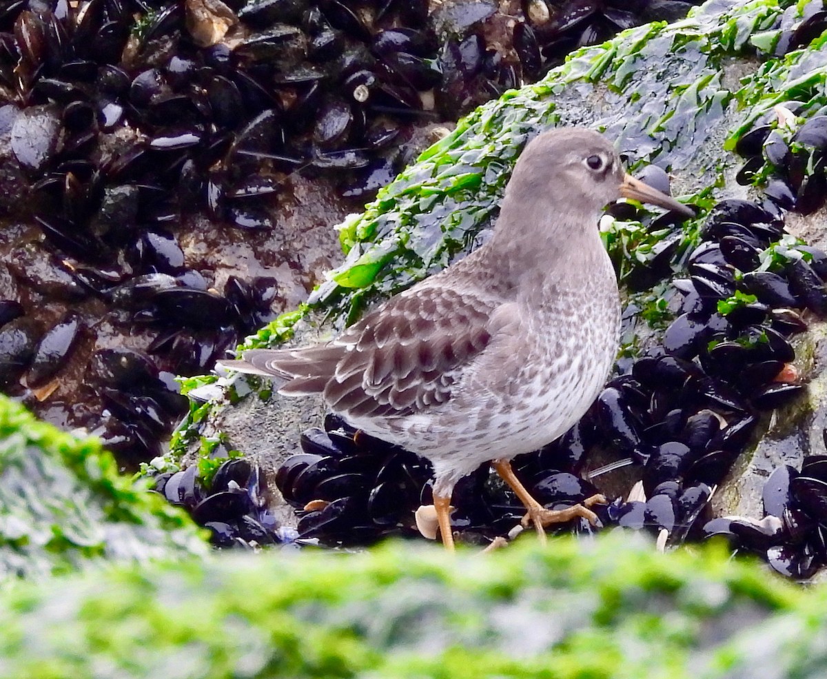 Purple Sandpiper - ML646489493