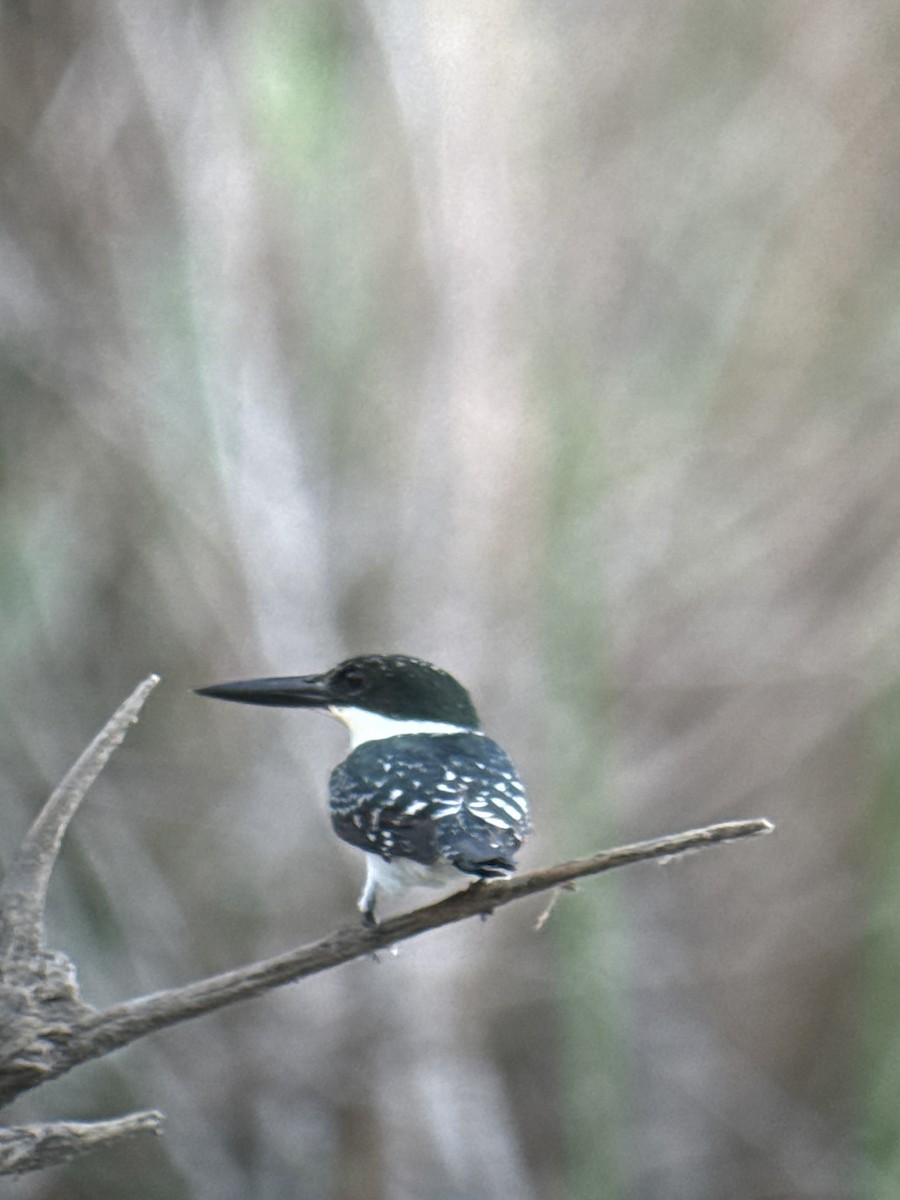 Yeşil Yalıçapkını - ML646489494