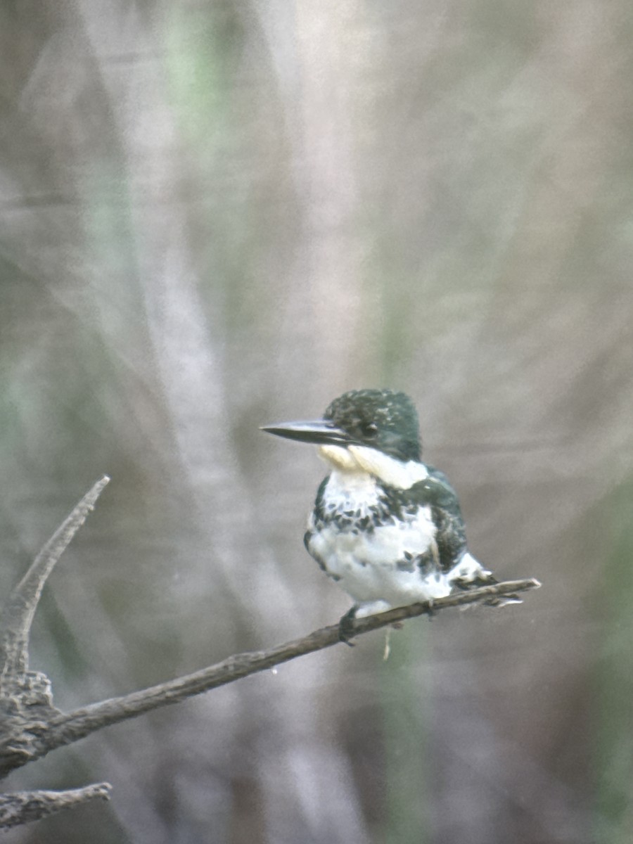 Yeşil Yalıçapkını - ML646489495