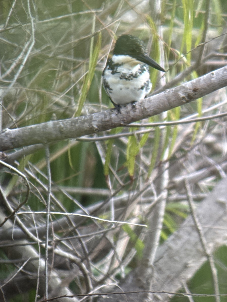 Yeşil Yalıçapkını - ML646489496