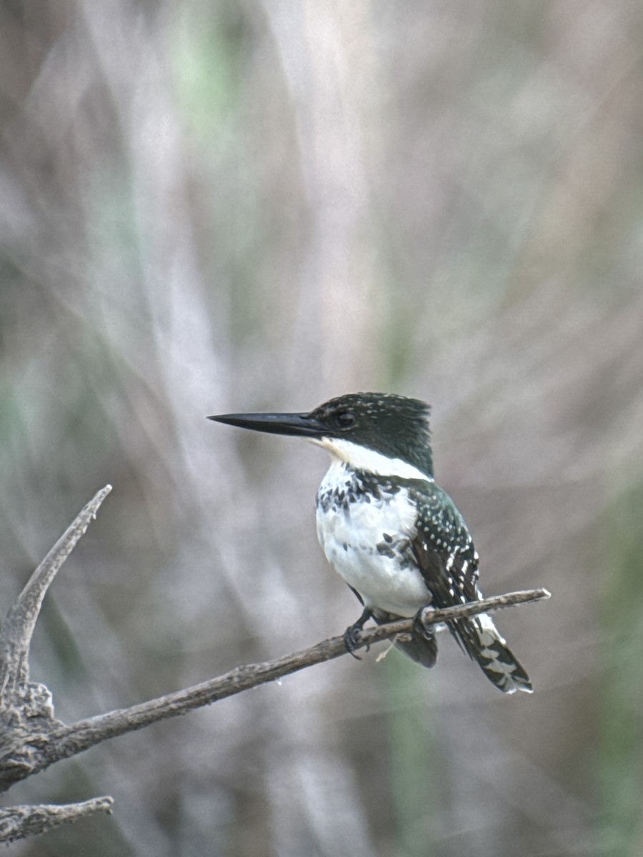 Yeşil Yalıçapkını - ML646489497