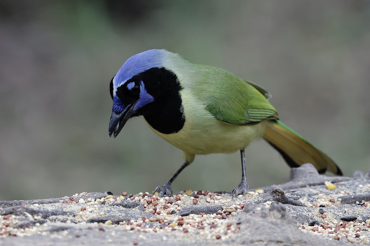 Yeşil Karga - ML646489499