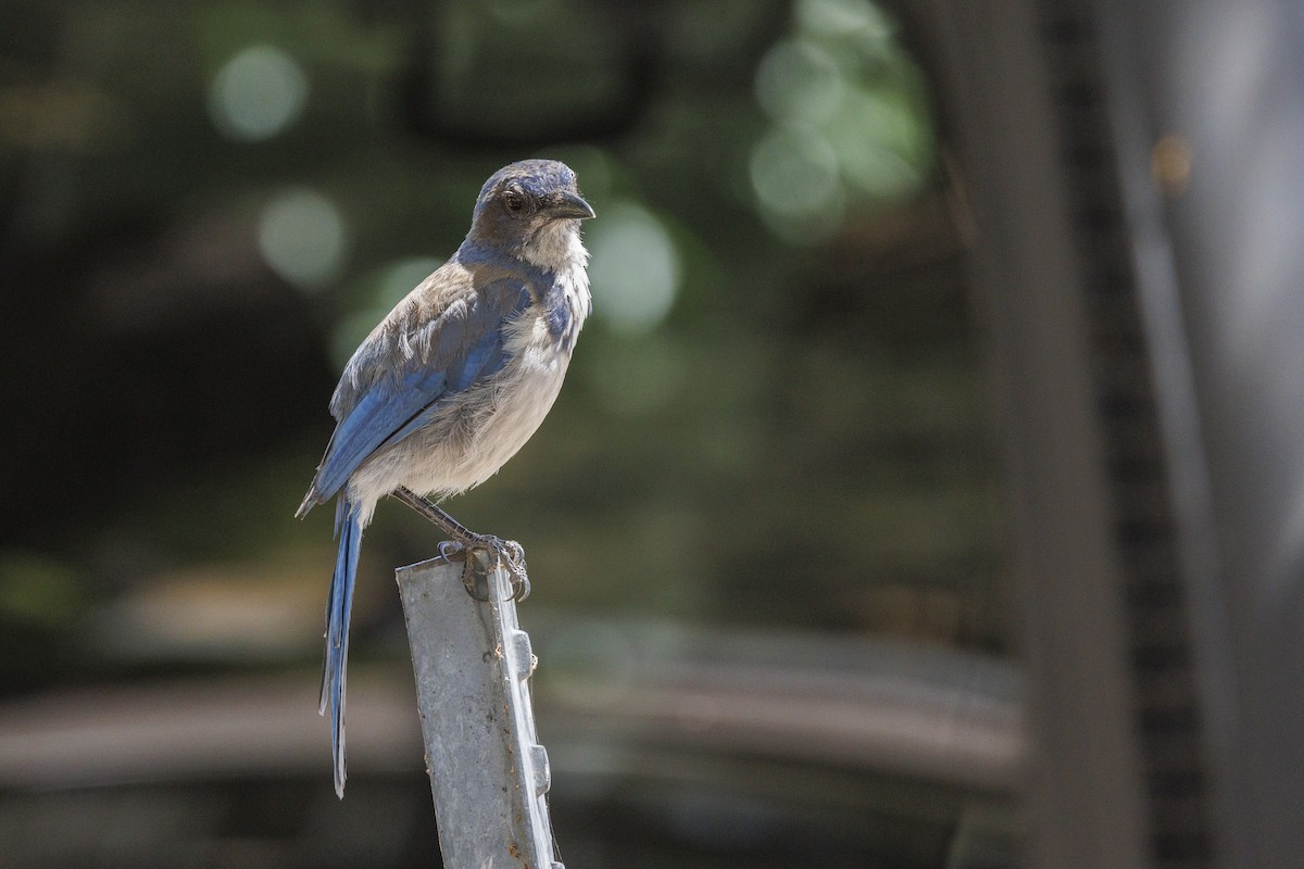 California Scrub-Jay - ML646489500