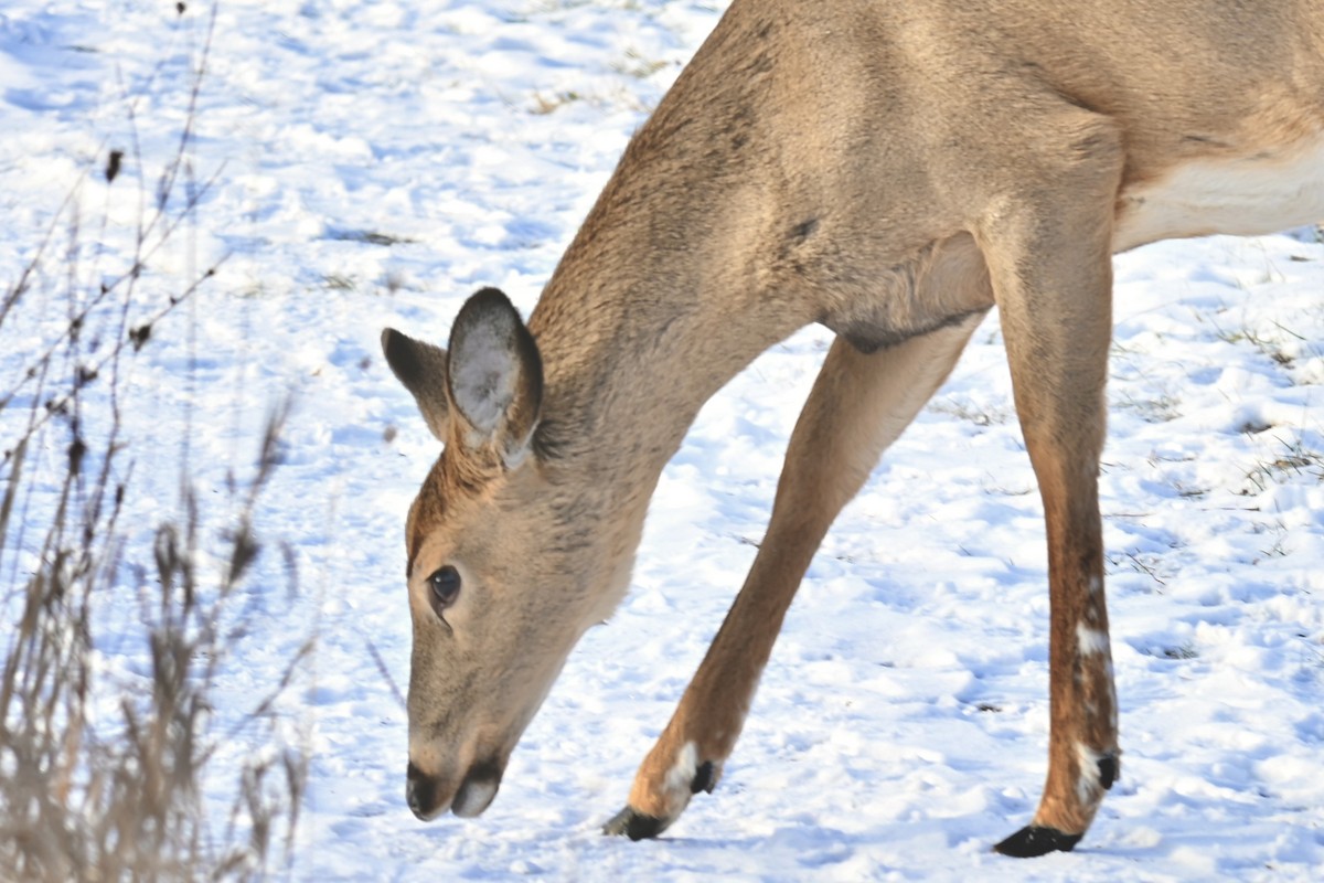 White-tailed Deer - ML646489501