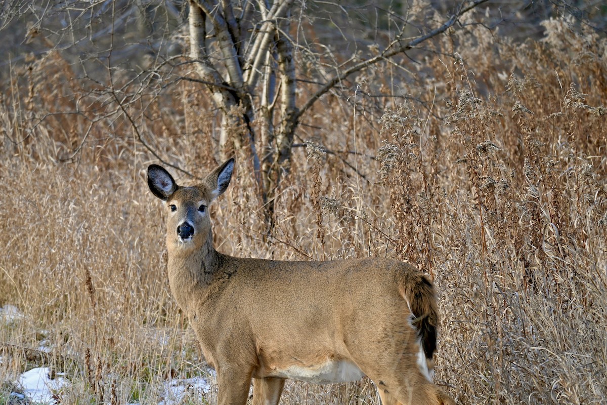 White-tailed Deer - ML646489502