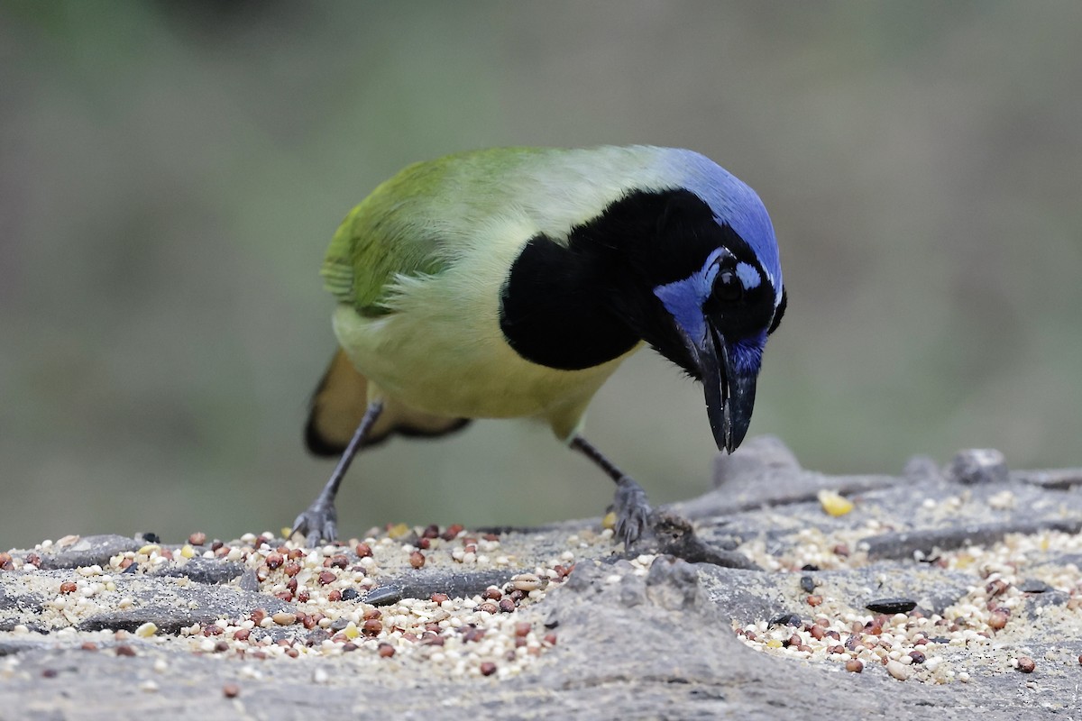 Yeşil Karga - ML646489503