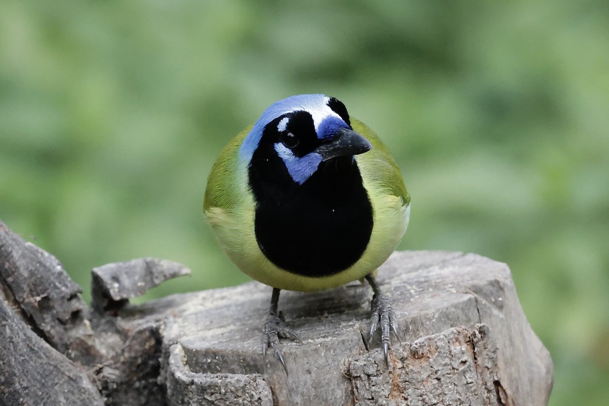 Yeşil Karga - ML646489505