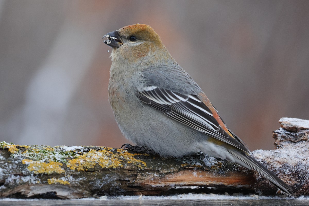 Смеречник тайговий - ML646489507