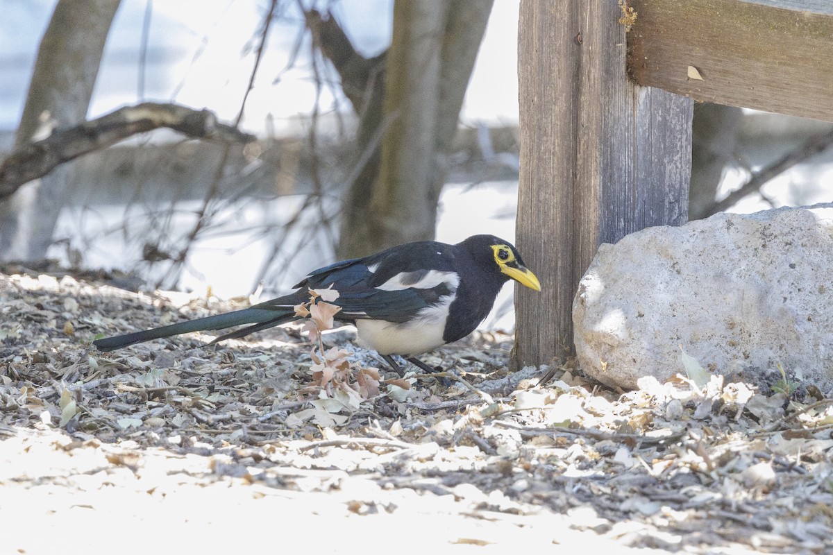 Yellow-billed Magpie - ML646489508