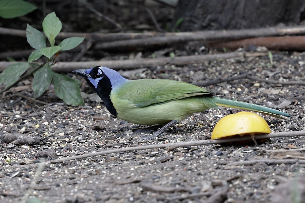 Yeşil Karga - ML646489509